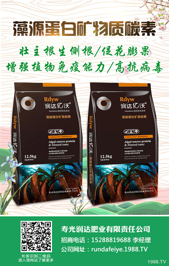 卷心菜怎么做種植?卷心菜種植技術(shù)