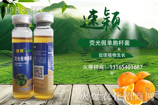 柑橘潰瘍病危害一年比一年嚴(yán)重,柑橘潰瘍病如何防控?