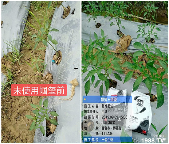 好產(chǎn)品好作用，“一璽生物”微生物菌劑“幗璽”客戶真實反饋！