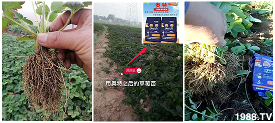     ���׌�Nֲ׃�ø��p�ɣ�һ��(g��)�ײ���ȫ���䷽����˹�ش󽪠I(y��ng)�B(y��ng)�ײͷ�����