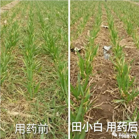 ��(ji��)��(ji��)��Σ����(y��n)����ô������ʲôˎ��Ч������