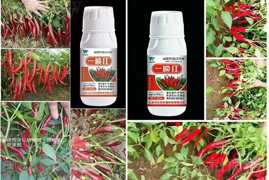 ���t�����95%���߼t�����~�����뷭�׷�����������һ���t��