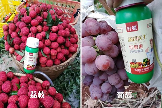 �t���ء�ֻ���D(zhu��n)ɫ�������D(zhu��n)ɫ���������߼t���ó