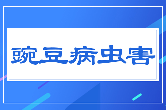 �㶹���x(ch��ng)��