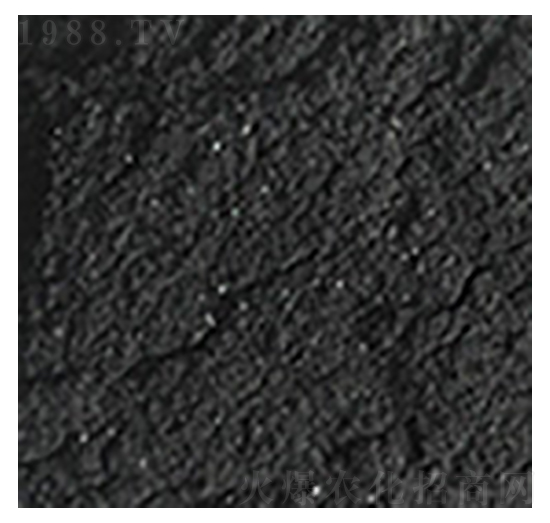 ��ֲ�ḯ�{-��W�Ƽ�