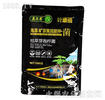 ����VԴ�S����⛡���-�~����-Ӣ����